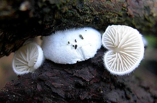 La valle dei funghi sconosciuti